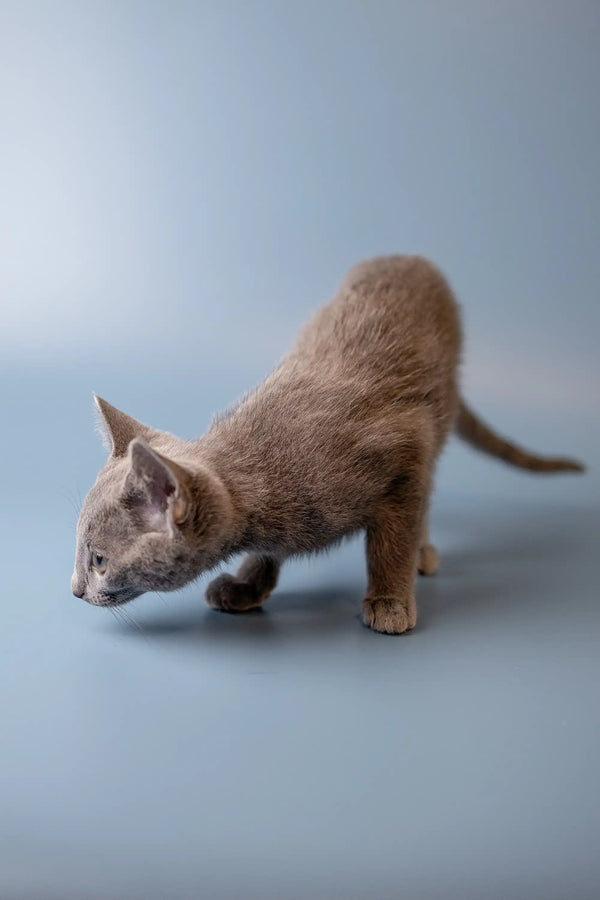 Gray Russian Blue kitten stretching with front paws extended, super cute blue kitten vibes