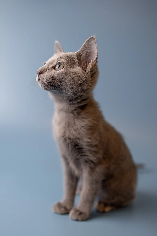 Gray tabby kitten sitting upright, a perfect companion for a Russian Blue Kitten lover