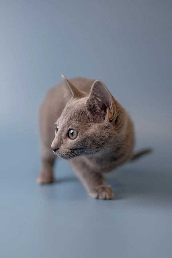 Hairless Russian Blue kitten with big ears and alert expression, perfect blue kitten