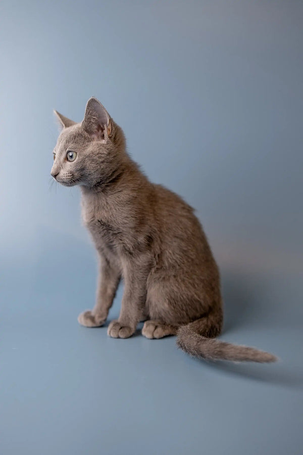 Gray Russian Blue kitten sitting upright, looking alert and adorable