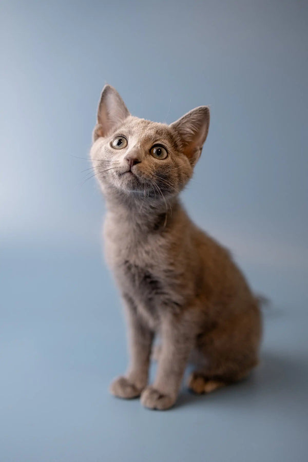 Attentive Wendi, a playful Russian Blue kitten with large ears and wide eyes