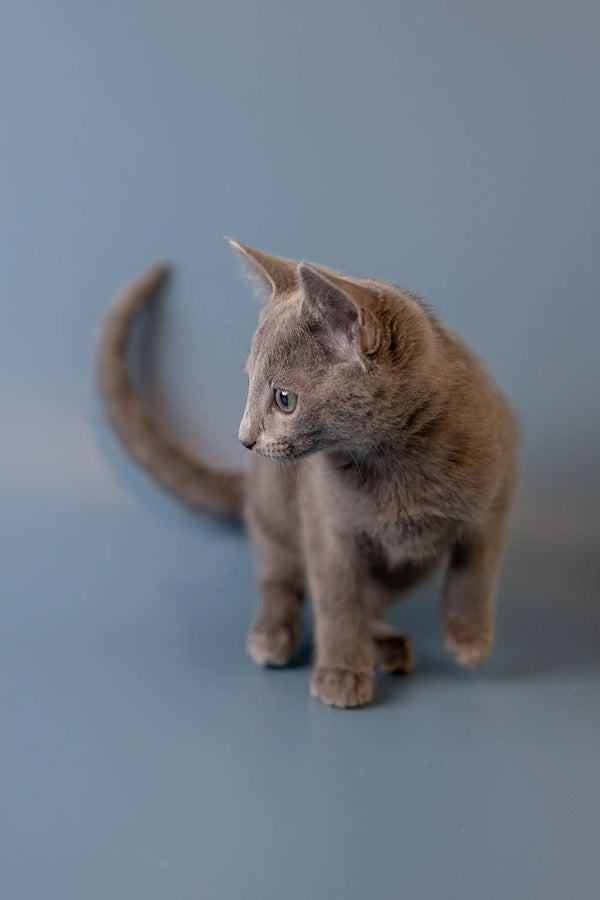 Gray Russian Blue kitten with alert posture and raised tail ready for adventure