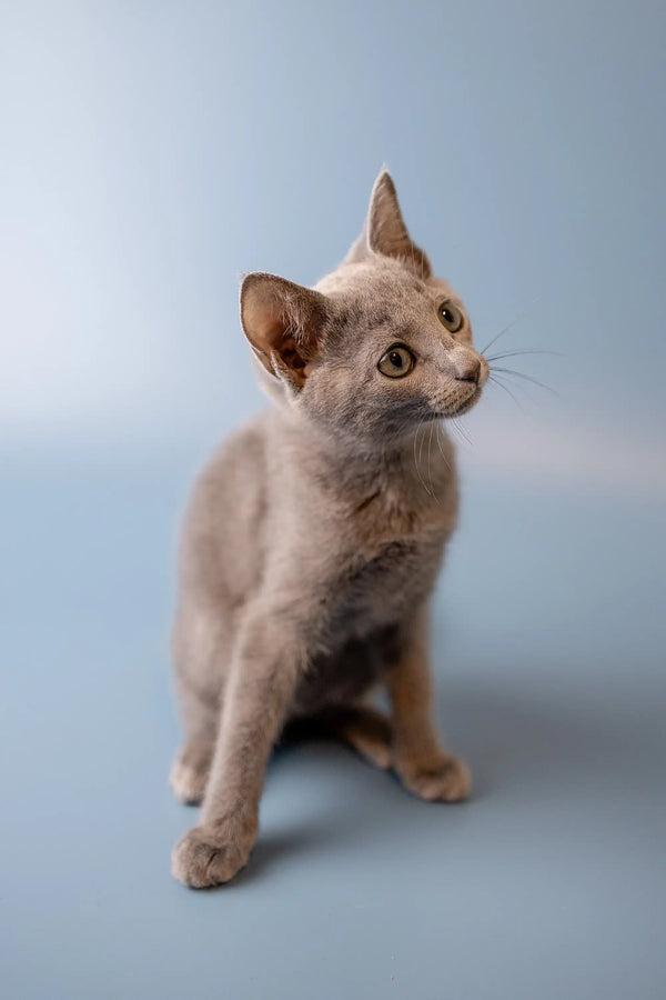 Gray Russian Blue kitten with alert ears and a curious expression, named Wendi