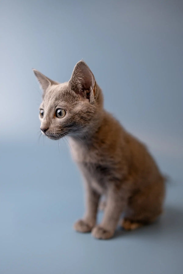 Adorable gray Russian Blue kitten with alert ears and wide eyes sitting upright