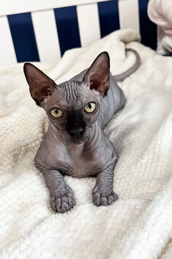 Hairless Canadian Sphynx kitten named Wendy with striking yellow eyes