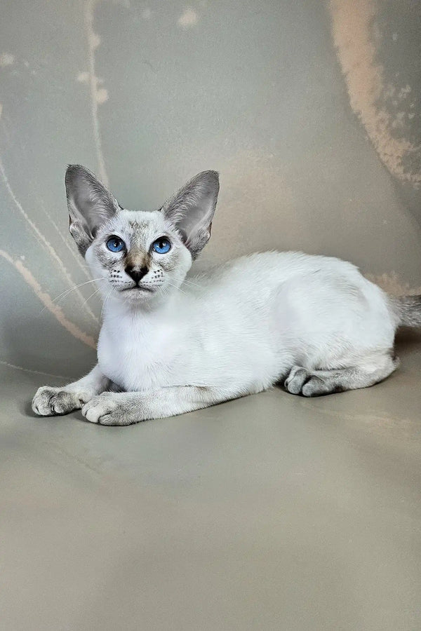 Wesnyanka | oriental shorthair kitten