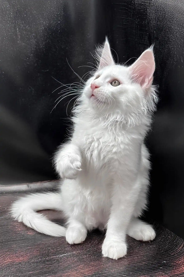 West | maine coon kitten