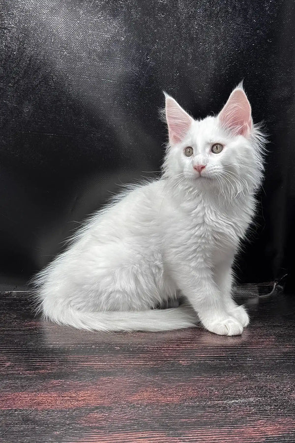 West | maine coon kitten