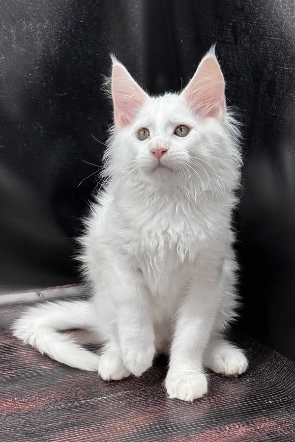West | maine coon kitten