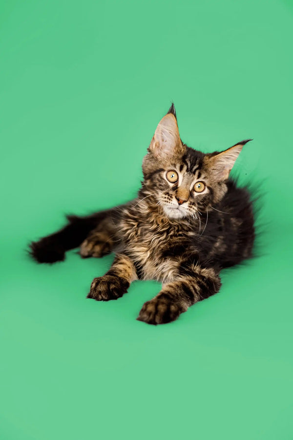 Fluffy Maine Coon kitten with ear tufts lounging on its stomach, perfect for West