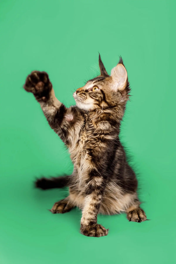 Playful Maine Coon kitten with raised paw against a green backdrop