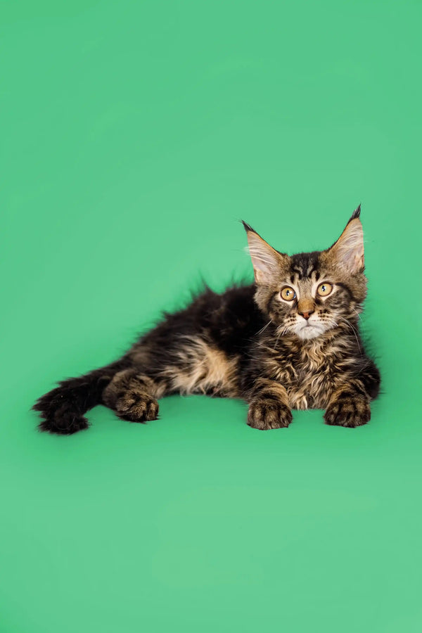 Cute Maine Coon kitten with tabby markings lying on its side, perfect for cuddles
