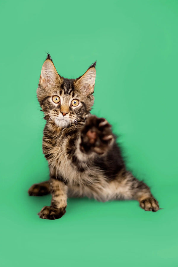 Adorable Tabby Maine Coon kitten with ear tufts and alert expression for West product
