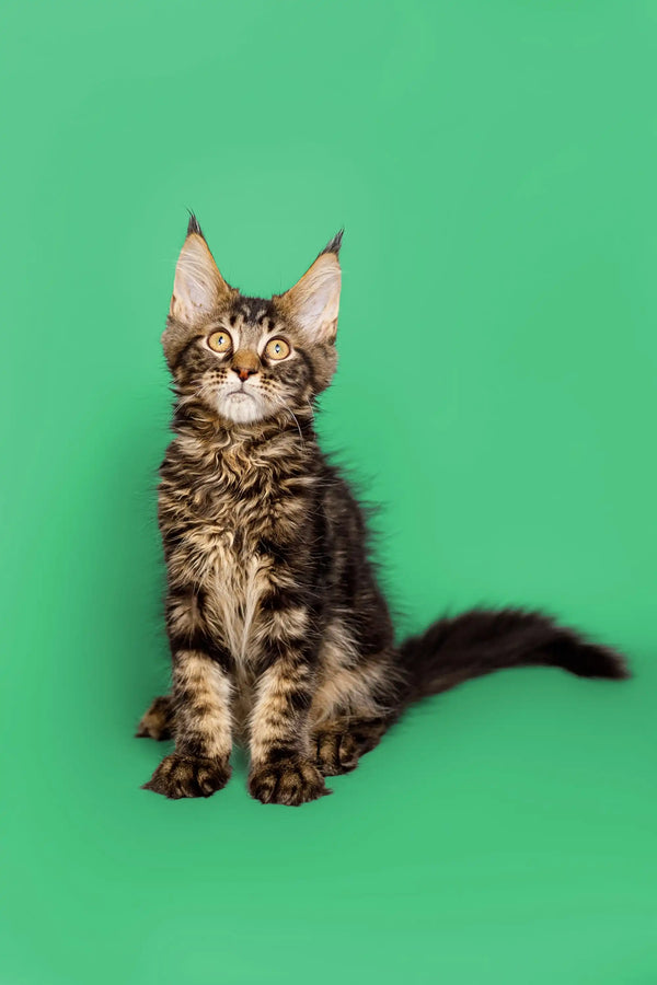 Tabby Maine Coon kitten with cute ear tufts sitting upright in West product