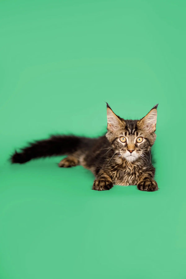 Adorable Maine Coon kitten with tabby markings lounging on its stomach, perfect for cuddles