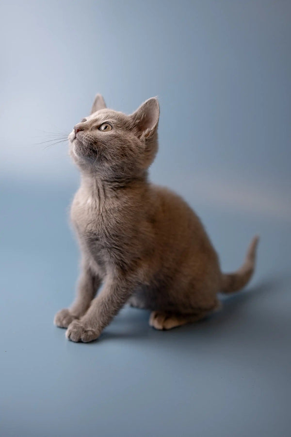 Gray Russian Blue kitten sitting upright and looking upward with big curious eyes