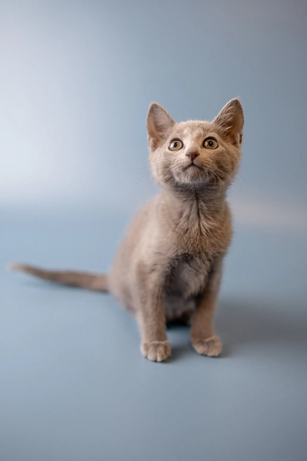 Gray Russian Blue kitten with wide eyes looking up, ready for a new adventure