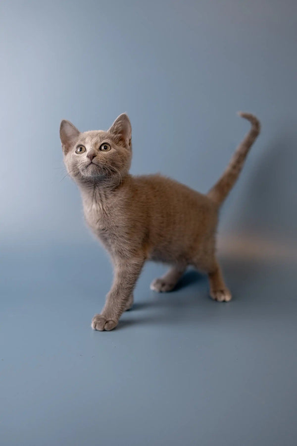 Tan Russian Blue kitten standing alert with tail raised, showcasing adorable charm