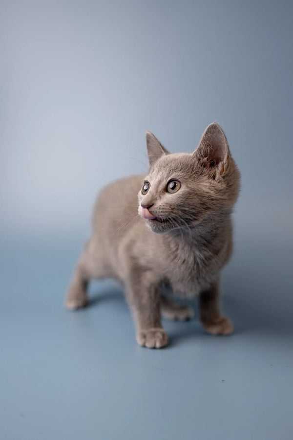 Gray Russian Blue kitten with alert ears and wide eyes, super cute and cuddly