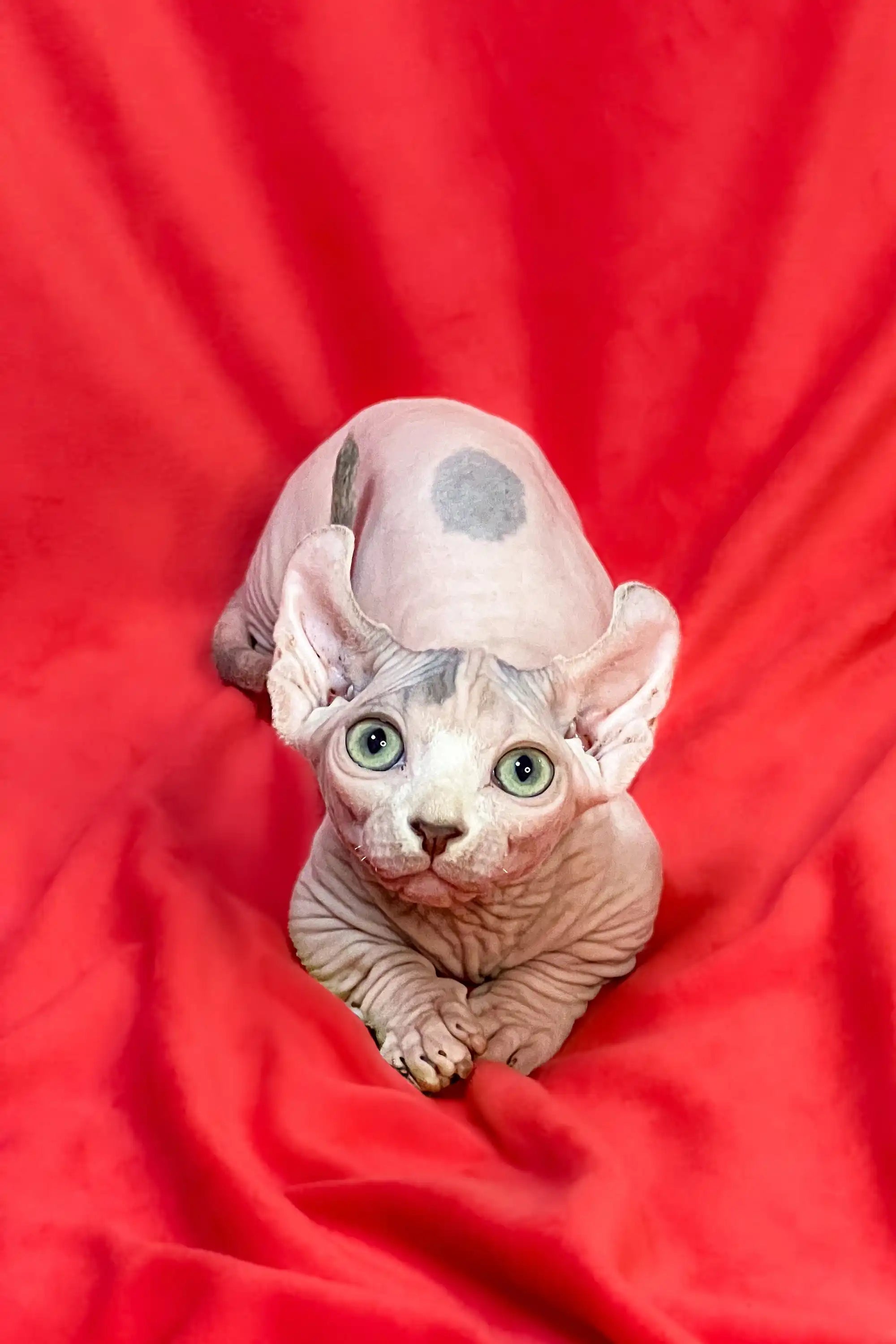 Meet Westons Adorable Dwelf Sphynx with Green Eyes