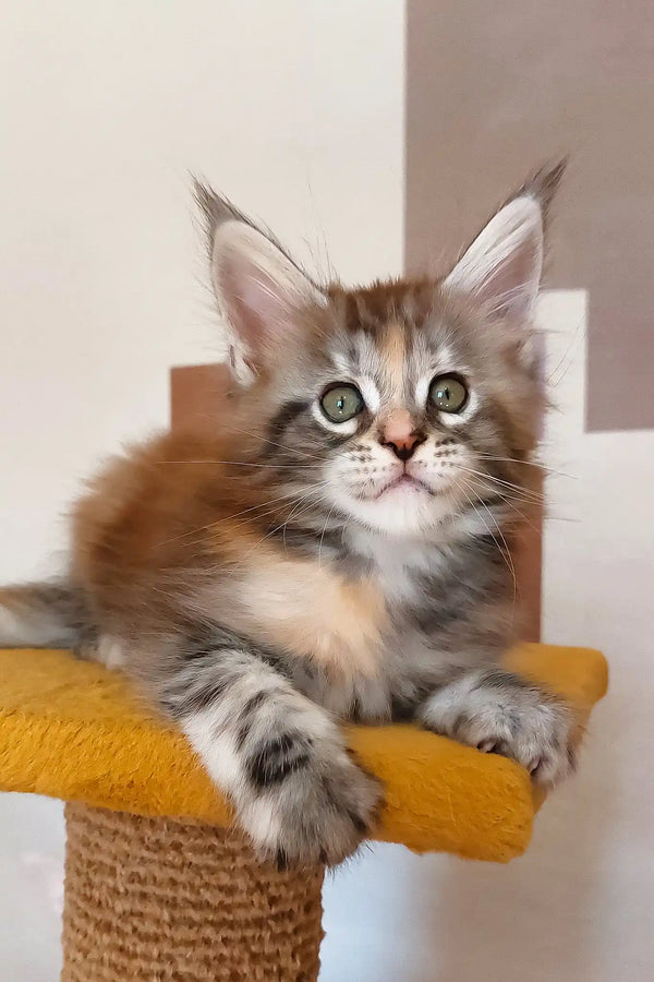 Whimsy | maine coon kitten