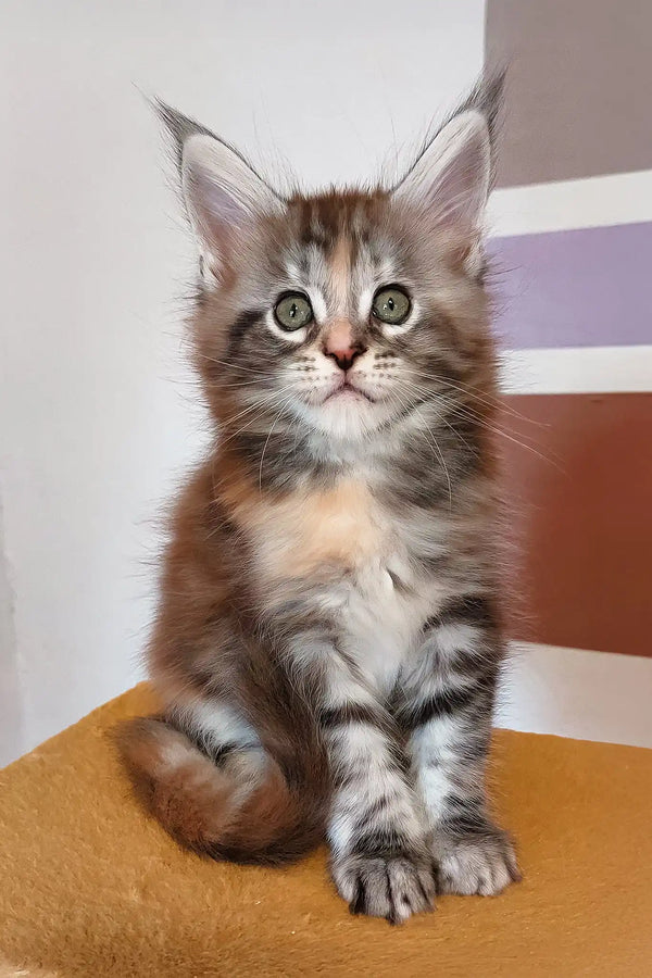 Whimsy | maine coon kitten