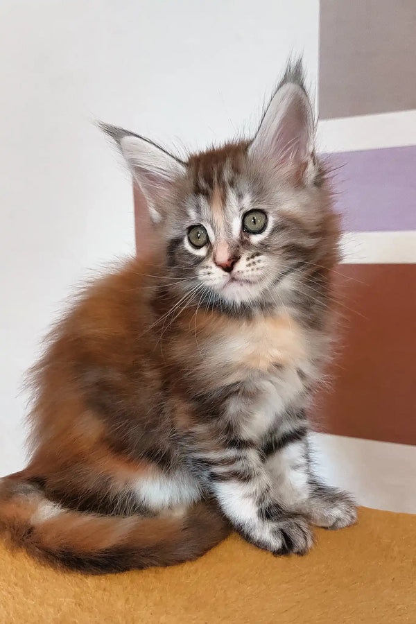 Whimsy | maine coon kitten