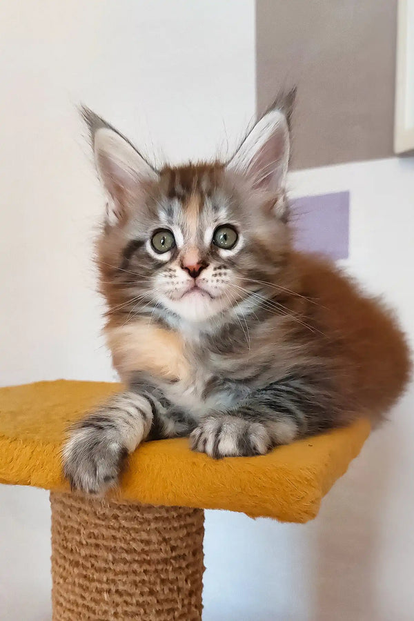 Whimsy | maine coon kitten