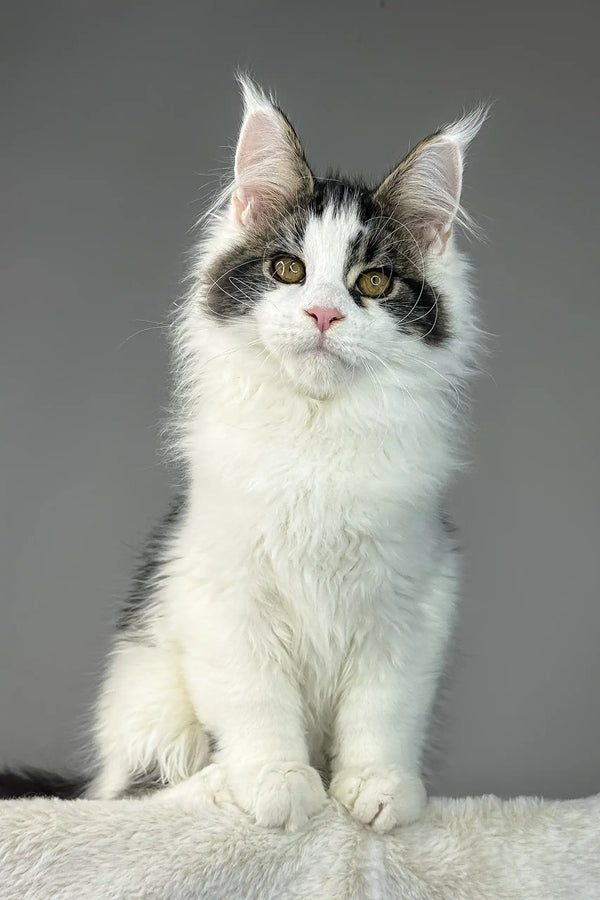 Fluffy white and gray Maine Coon kitten named Whiskey looking adorable and playful