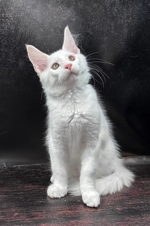 White prints | maine coon kitten