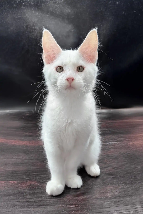White prints | maine coon kitten
