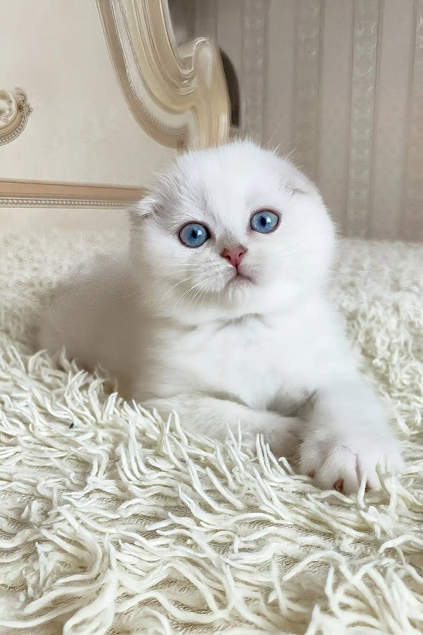 Wilson | scottish fold kitten
