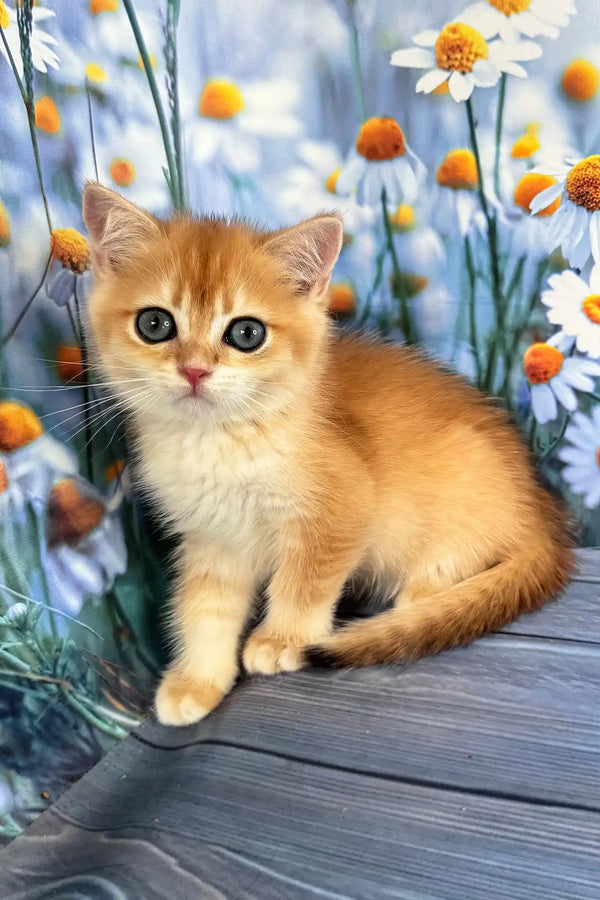 Winky | scottish straight kitten