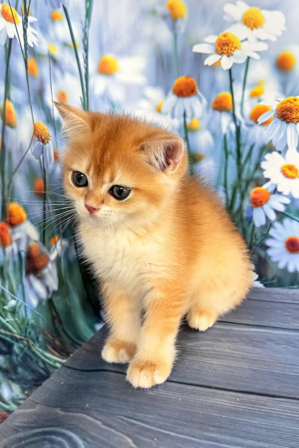 Winky | scottish straight kitten