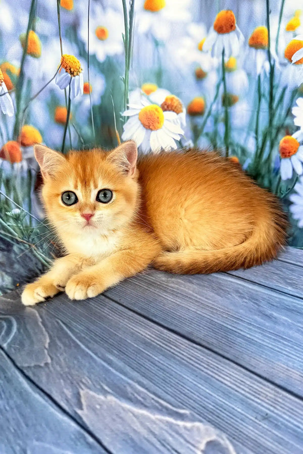 Winky | scottish straight kitten