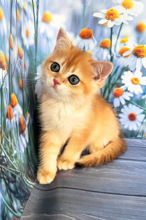 Winky | scottish straight kitten