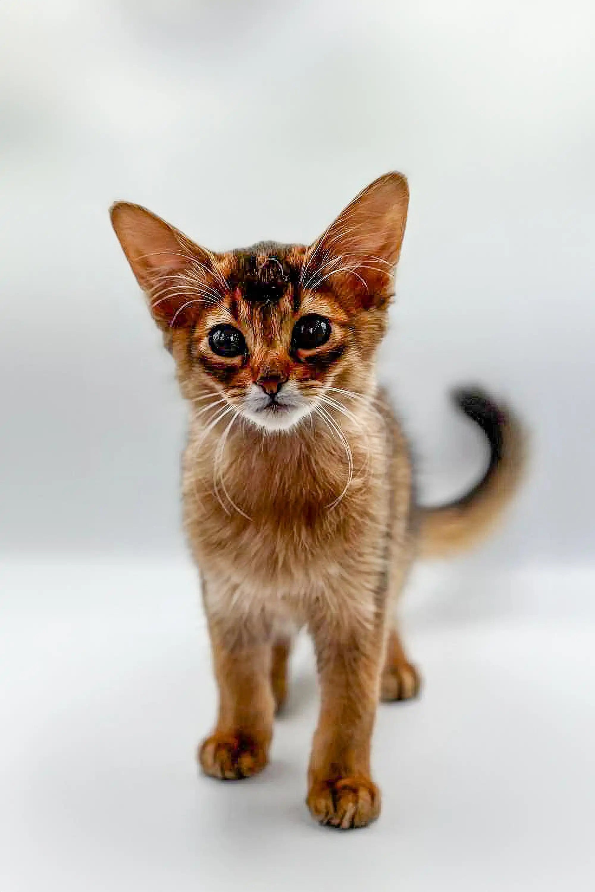 Somali Fluffy Cat 2ドル銀貨 Somali Fluffy Cat 2ドル銀貨