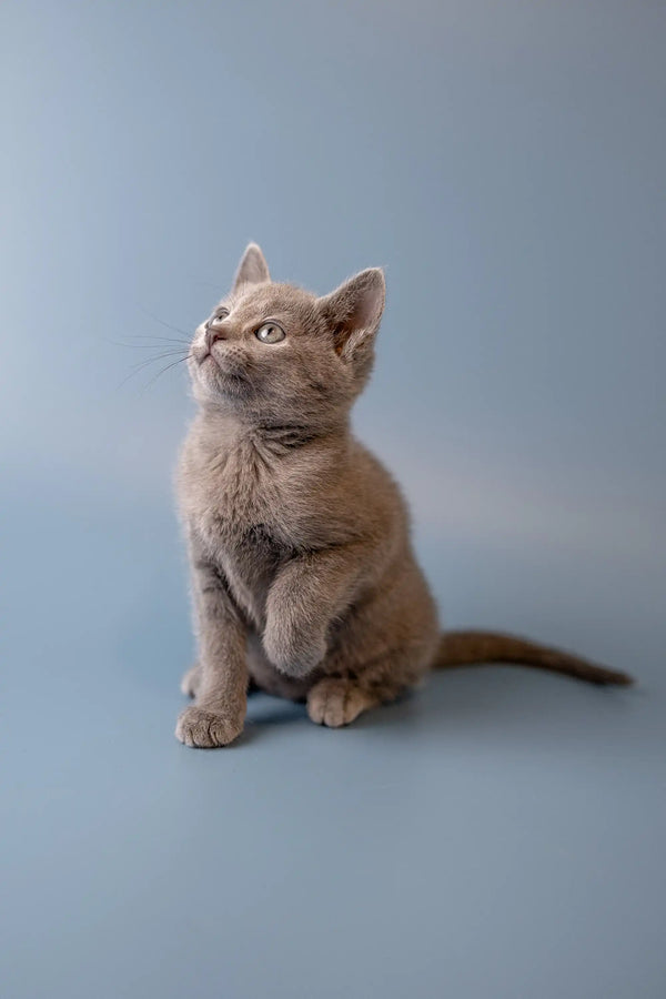 Gray Russian Blue kitten sitting upright, looking alert and playful