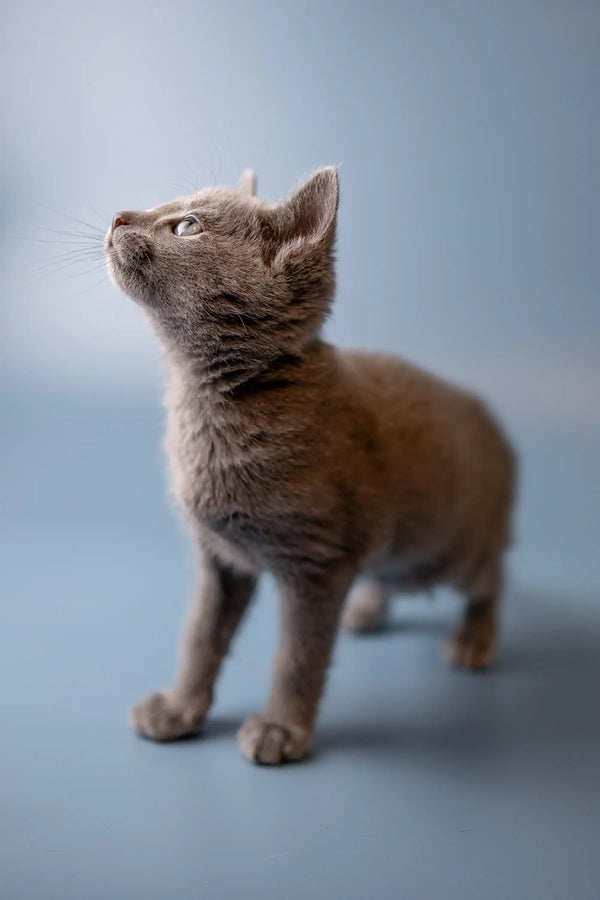 Gray Russian Blue kitten looking up with curiosity and charm, perfect for any cat lover