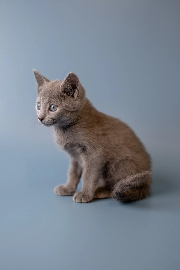 Gray Russian Blue kitten with an alert expression, perfect for any cat lover