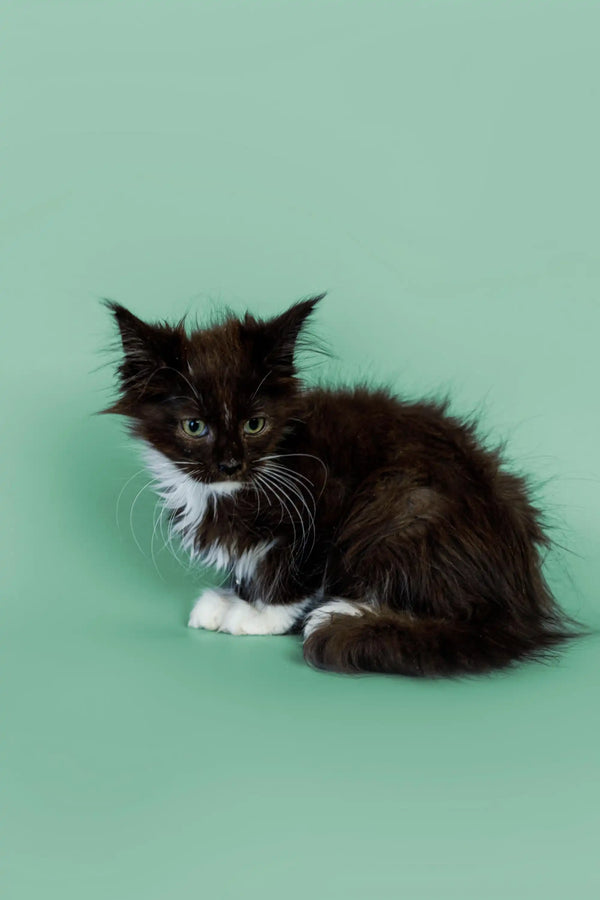 Black and white fluffy Maine Coon kitten sitting against a plain backdrop