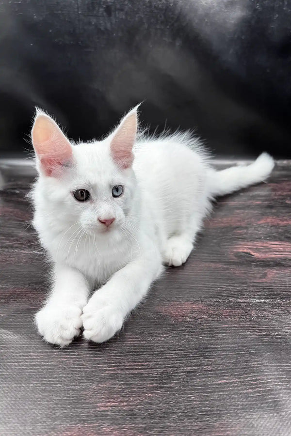 Wins | maine coon kitten