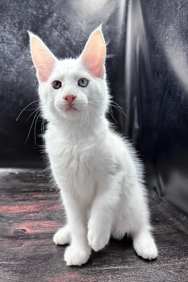 Wins | maine coon kitten