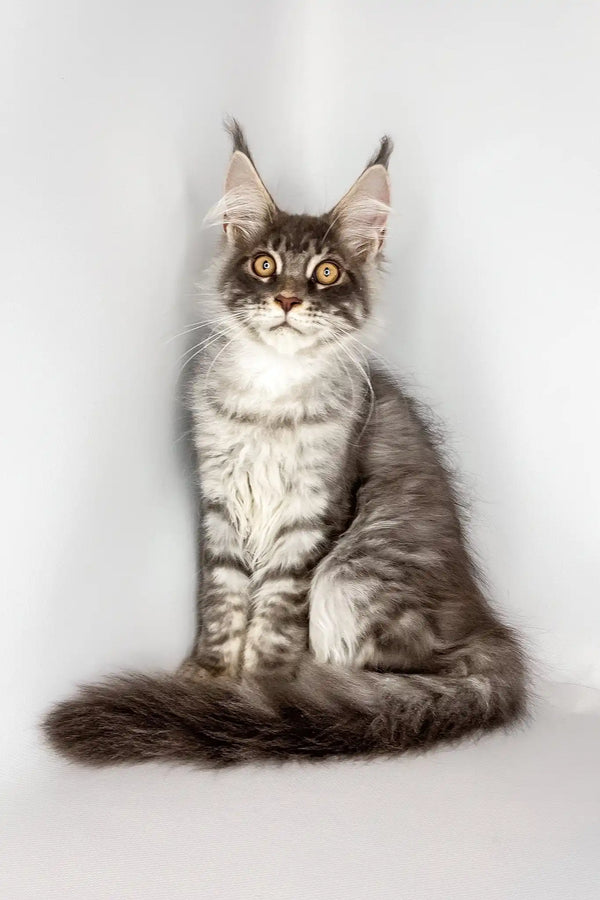 Winston | maine coon kitten