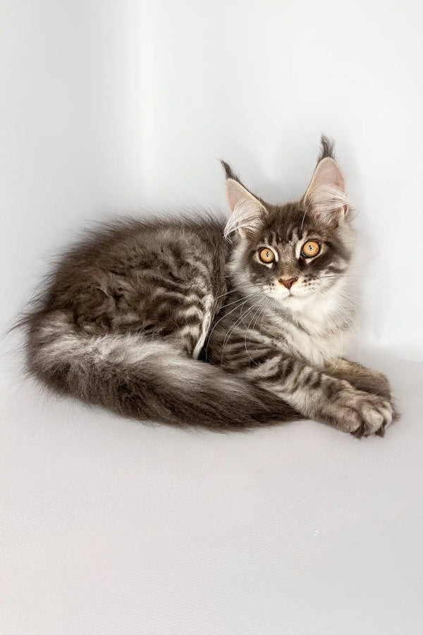 Winston | maine coon kitten