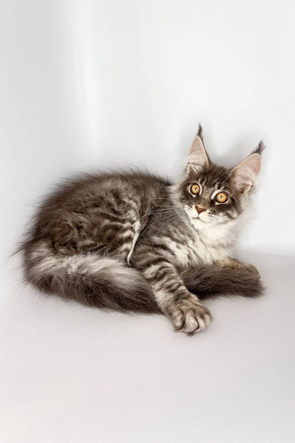 Winston | maine coon kitten