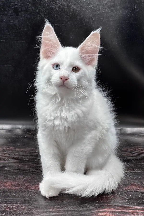 Wisam | maine coon kitten