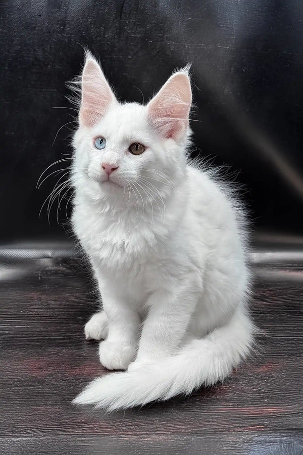 Wisam | maine coon kitten