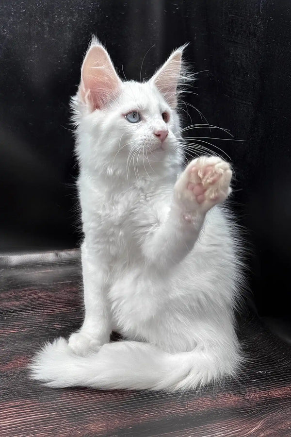 Wisam | maine coon kitten