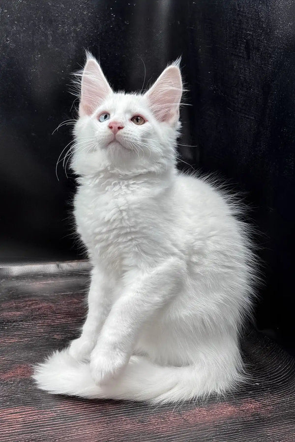 Wisam | maine coon kitten